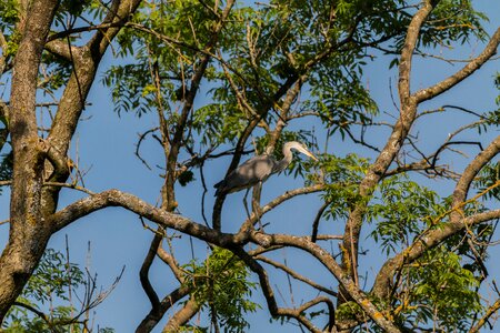 Nature grey heron sea photo