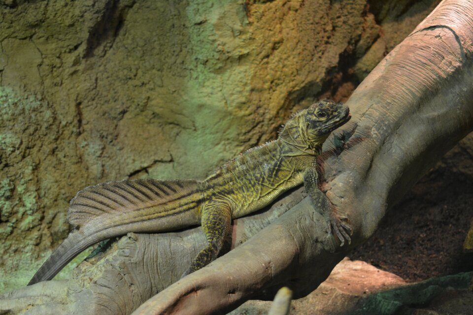 Reptile tropical wildlife