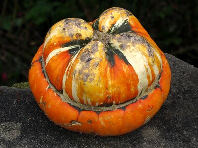 Decoration autumn decoration deco