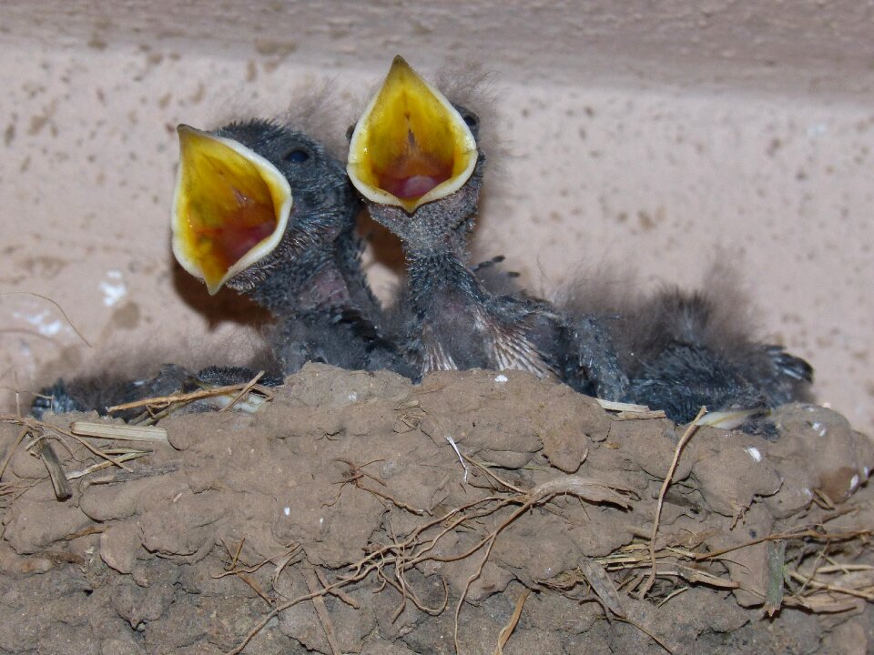 Nest eat hyip photo