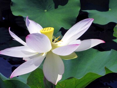 Botany bloom garden