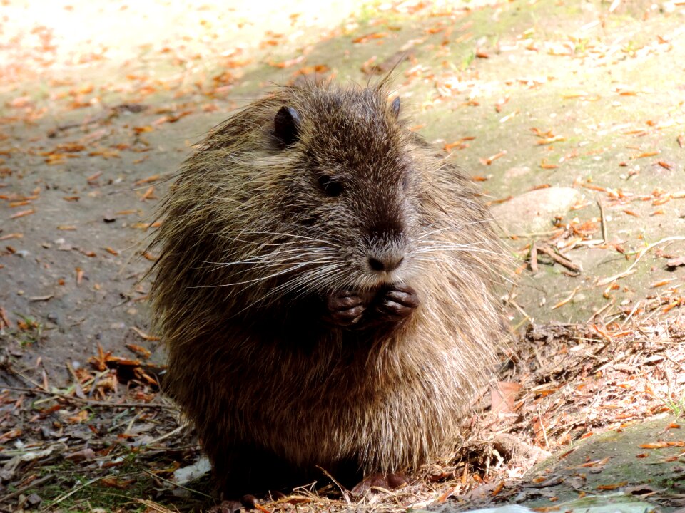 Living creatures animal nature animal world