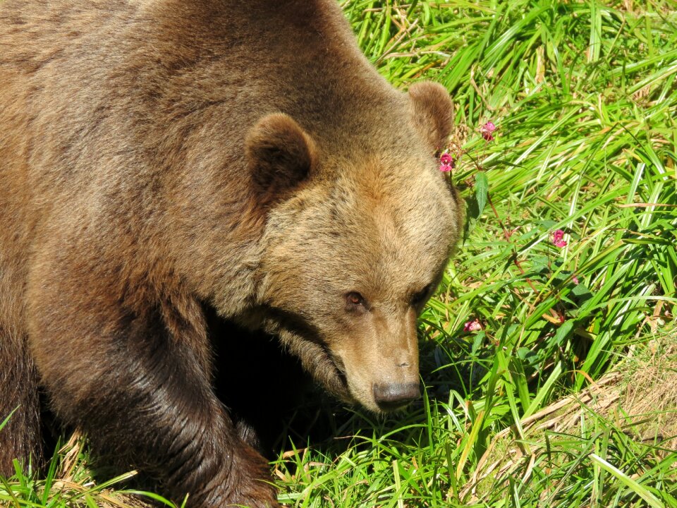 Nature animal close up