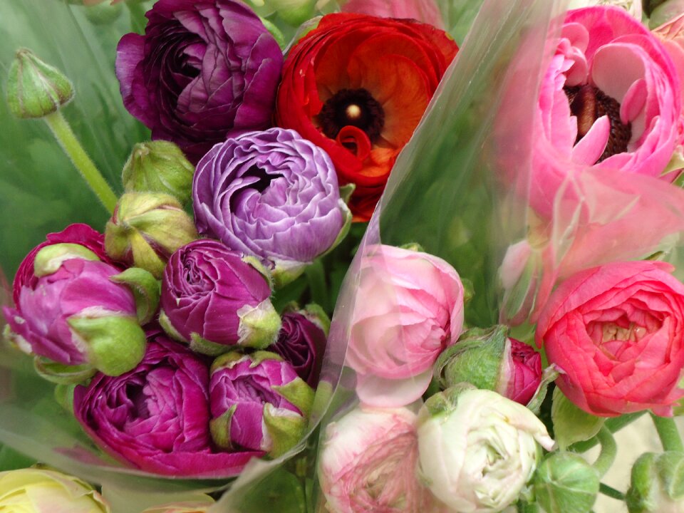 Market spring gift