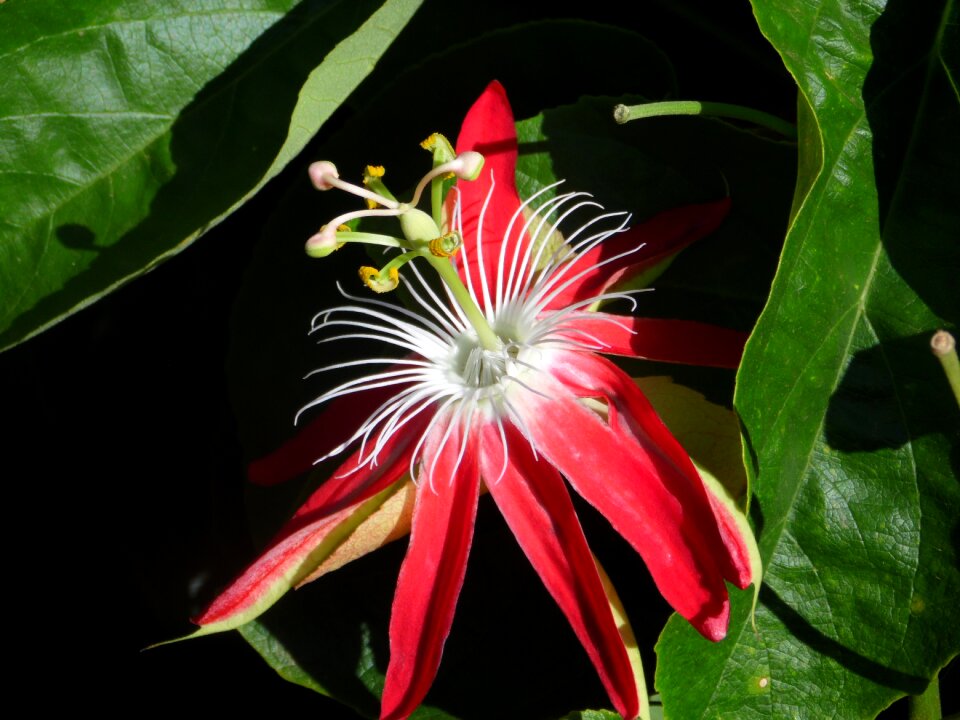 Passion fruit flower reproducão