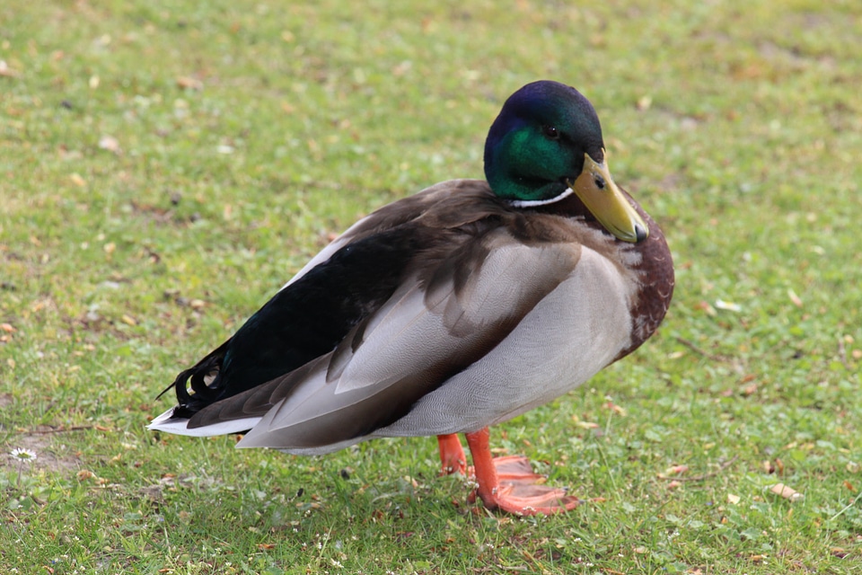 Wild bird nature bill