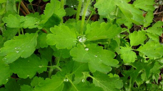 Drops plant macro