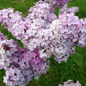 Flowers nature lilac flowers photo