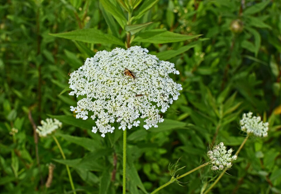 Insect animal pollinator