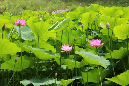 Lotus summer green