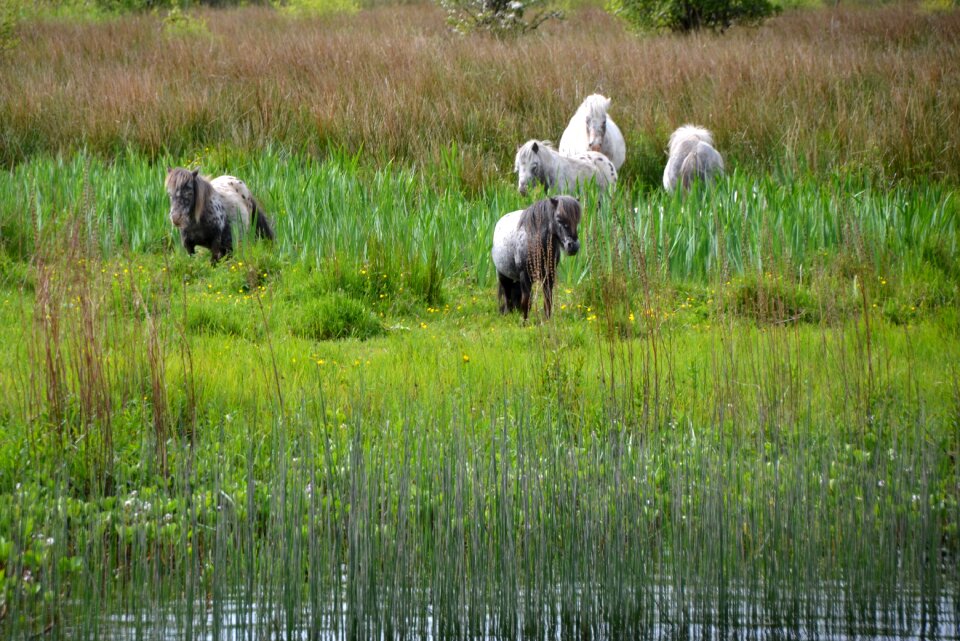 Water animal nature