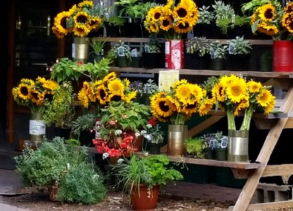 Flower stand sunflowers floral