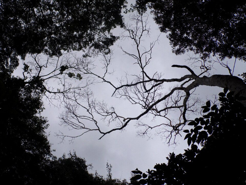 Landscape cloudy forest
