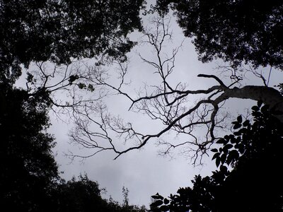 Landscape cloudy forest