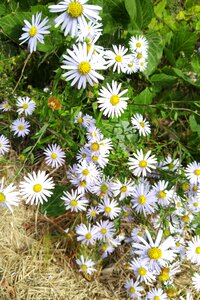 Nature plants white flowers photo