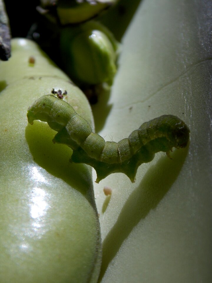 Wildlife insect