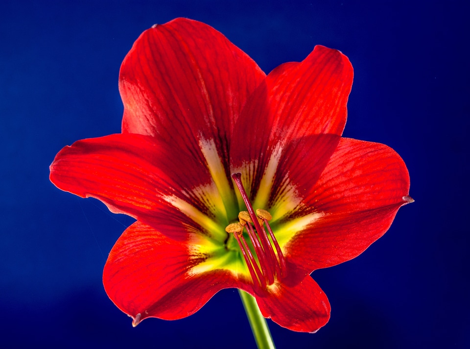Bloom flower red