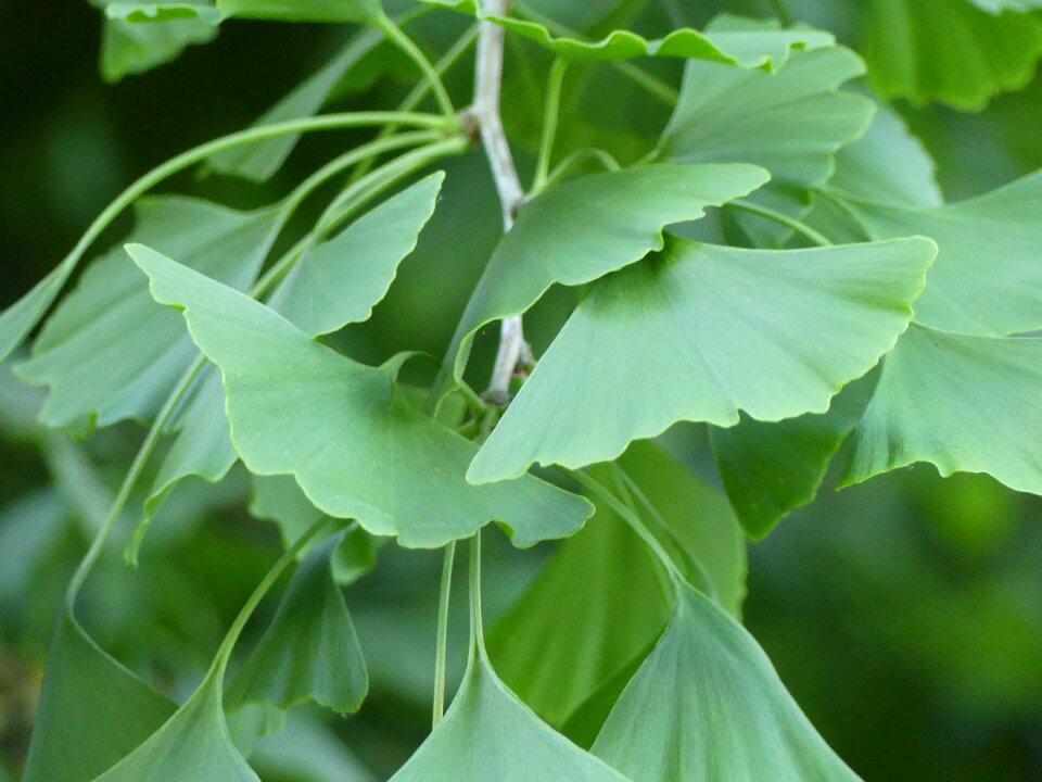 Ginkgo leaf plant leaf