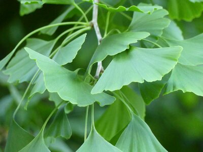 Ginkgo leaf plant leaf