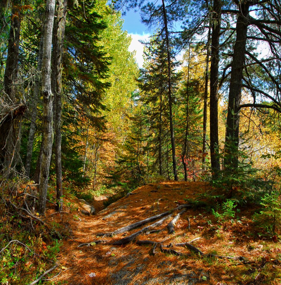 Colours canada orange