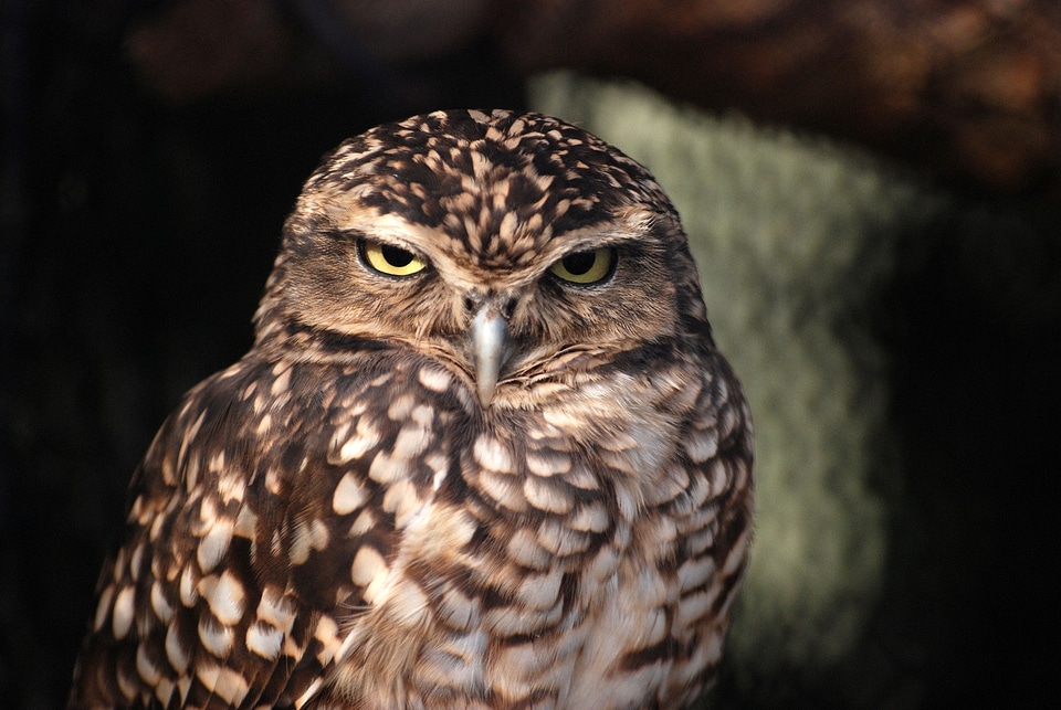 Bird wildlife fauna