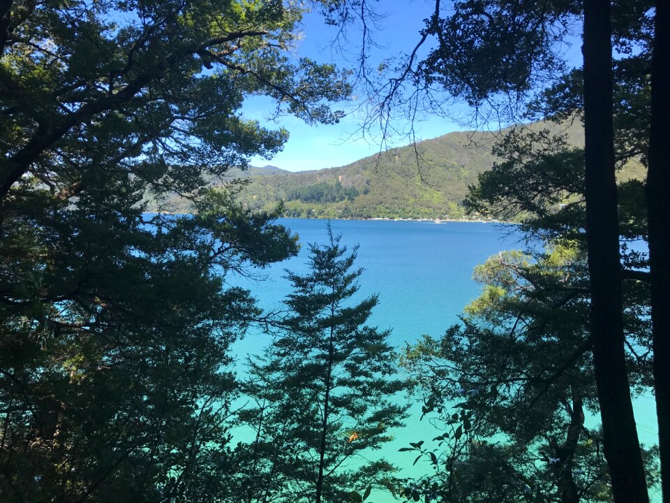 Sea trees landscape