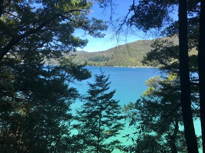 Sea trees landscape