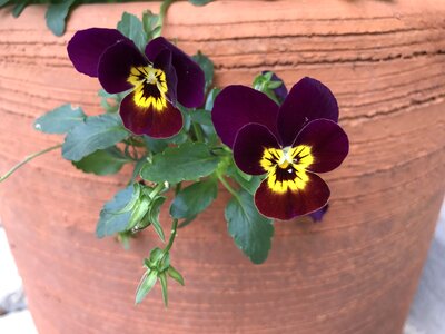 Floral bloom