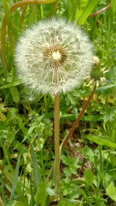 Field seeds pointed flower
