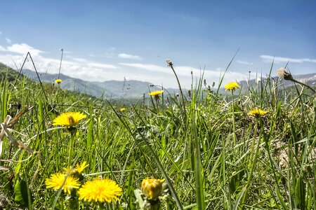 Nature landscape dandelion