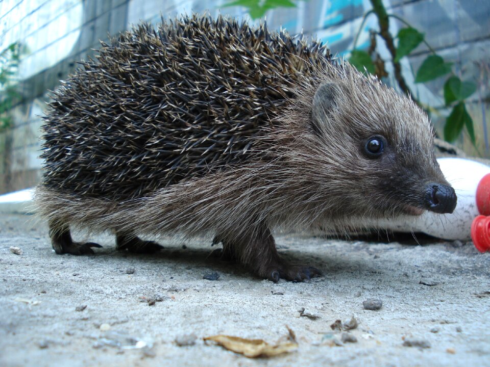 Hedgehog animals forest