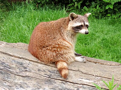 Mammal medium furry
