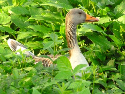 Goose bird animal