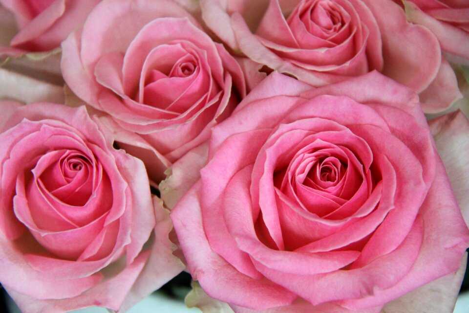 Rose pink flower