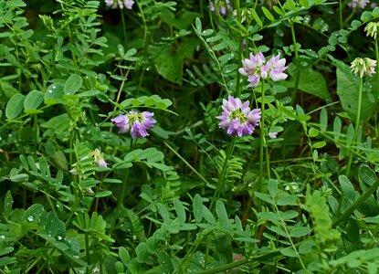 Bloom meadow ground cover