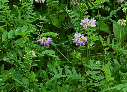 Bloom meadow ground cover photo