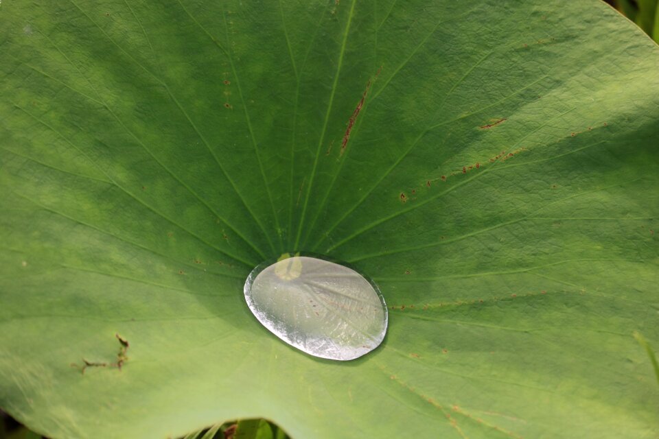 Natural nature aquatic