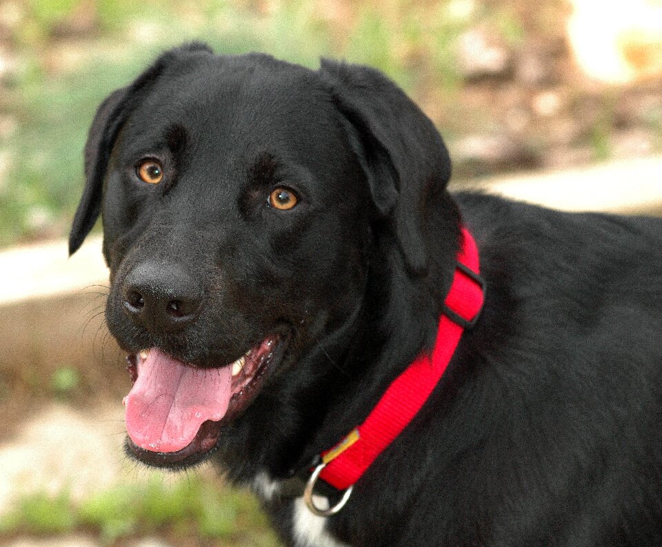 Pet dog animal