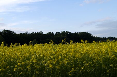 Sky landscape plants
