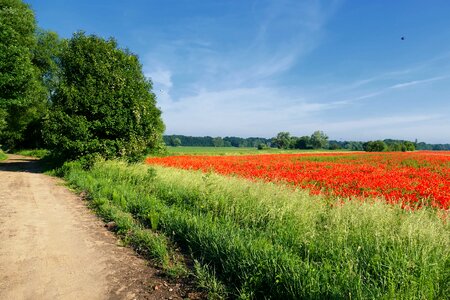 Carpet of flowers bright landscape photo