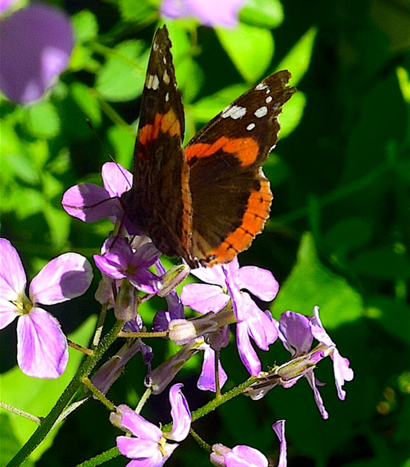 Nature insect colorful photo