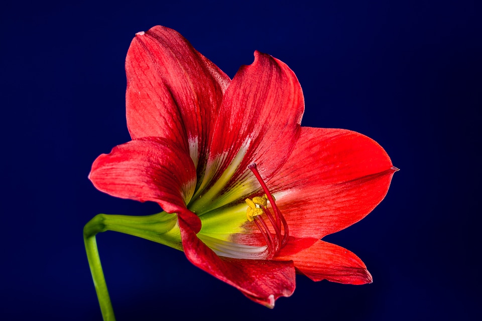 Bloom flower red photo
