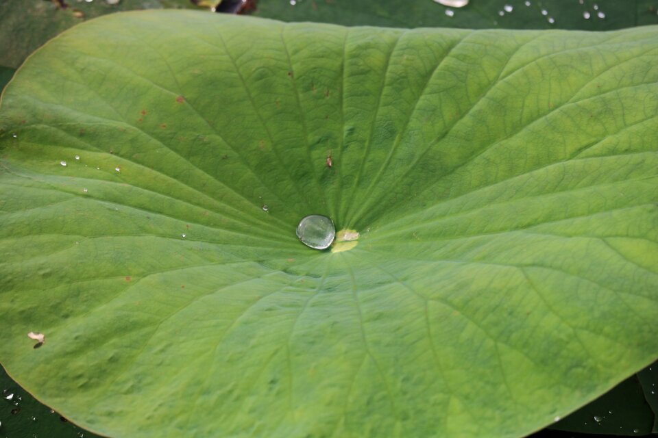 Natural nature aquatic
