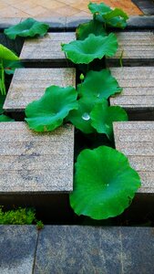 Lotus leaf lane summer photo
