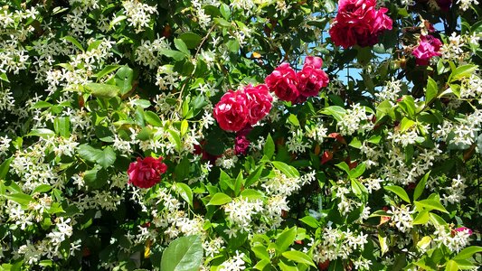Wonderful nature the flowers are art monica ferrera