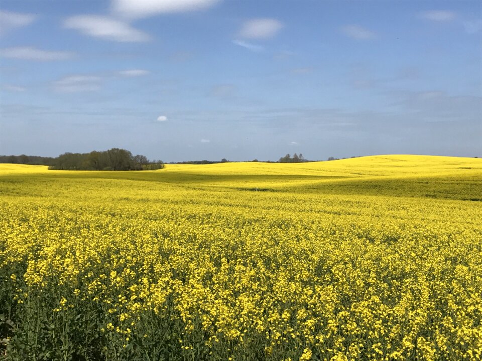 Field clouds spring