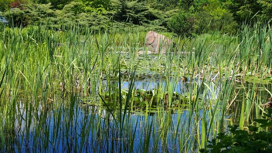 Nature summer bulls eye-water