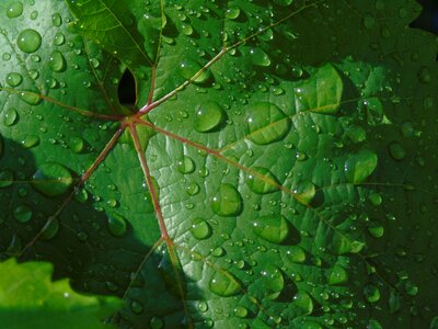 Drops rain wet photo