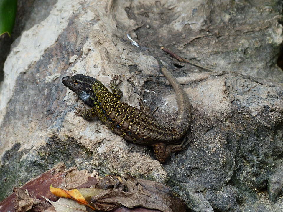 Gallotia animal reptile