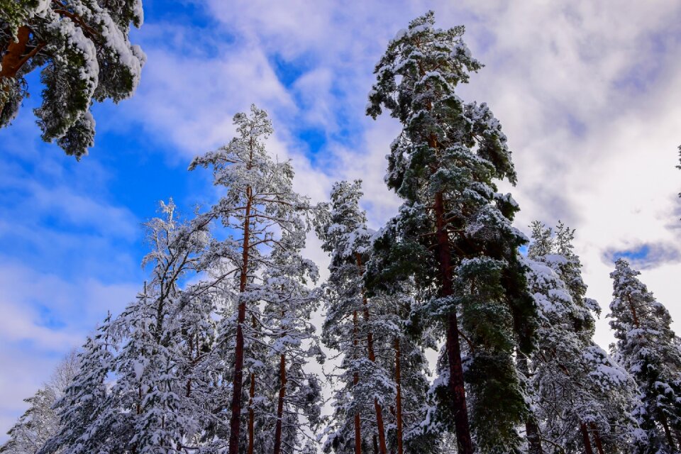 Snow frost blue sky photo